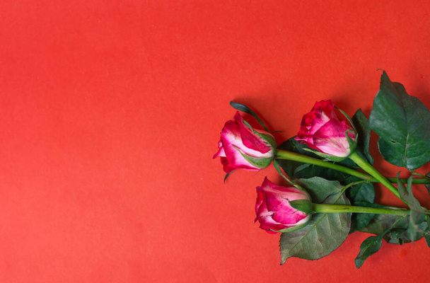Drie rozen liggen op een rode achtergrond van boven - Foto, afbeelding