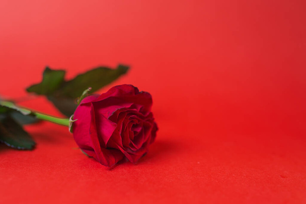 Κόκκινο τριαντάφυλλο Bud γκρο πλαν σε κόκκινο φόντο. - Φωτογραφία, εικόνα
