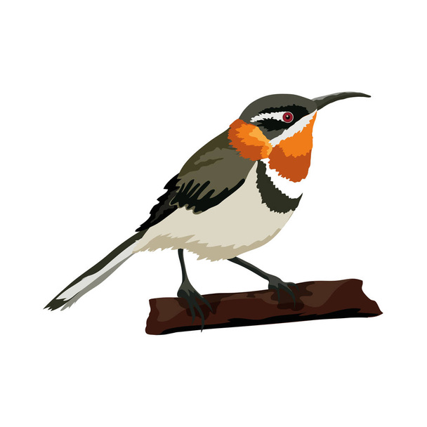 A songbird sits on a branch - Vector, Image