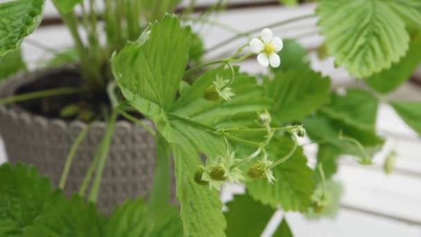 Strawberry seedling with flower and twig - Footage, Video