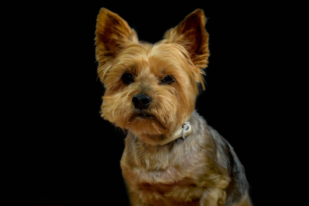 Portrait de chien. Portrait de yorkshire sur fond noir - Photo, image