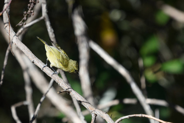 森の枝に黄色い鳥がいて - 写真・画像