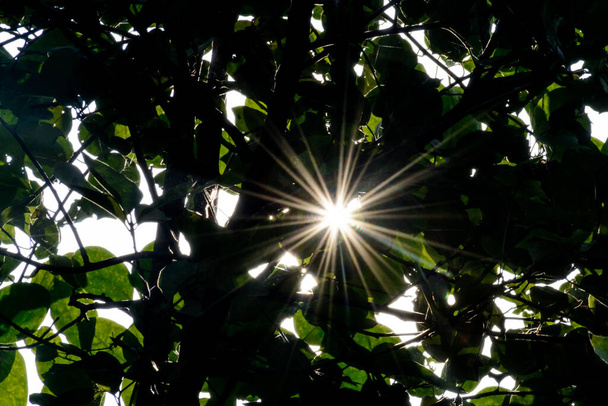 promienie słońca świecące przez zielone liście w lesie - Zdjęcie, obraz