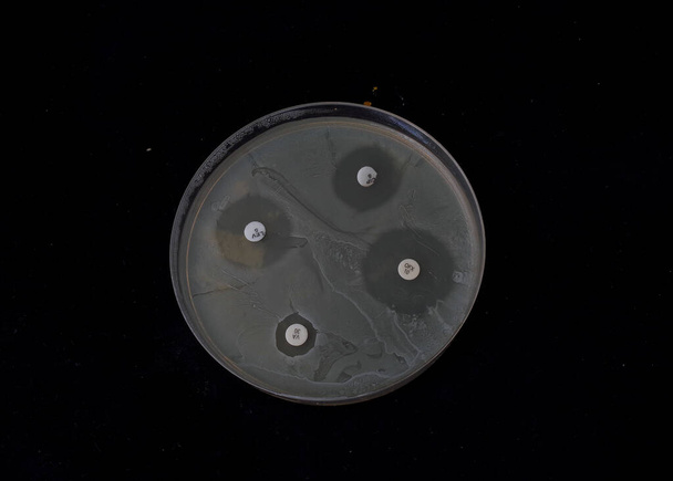 crecimiento de bacterias en agar con discos antibióticos para probar la susceptibilidad de la bacteria - Foto, Imagen