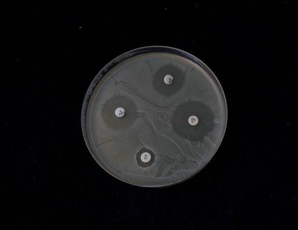 crecimiento de bacterias en agar con discos antibióticos para probar la susceptibilidad de la bacteria - Foto, Imagen