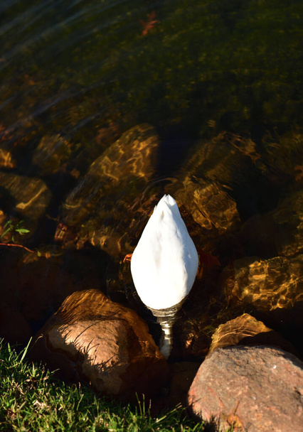 Белая утка тянется под водой за кусочком еды. - Фото, изображение