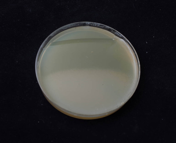 growth of bacterial colonies on antibiotic gradient agar to test the ability of bacteria to aquire sponaneous mutation - Photo, Image