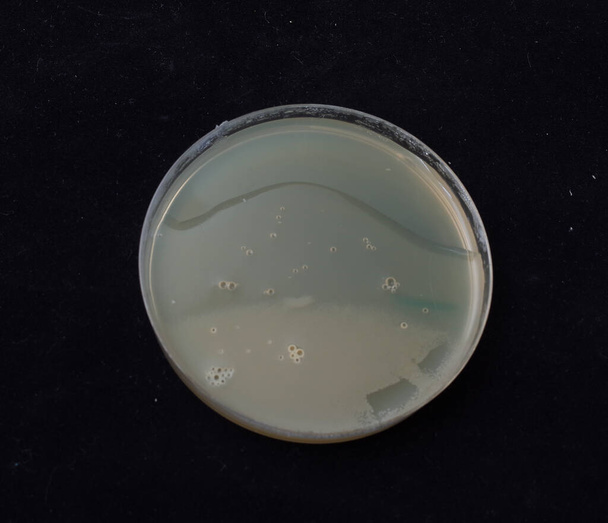 рост бактериальных колоний на градиентном агаре антибиотиков для проверки способности бактерий к спонтанной мутации - Фото, изображение