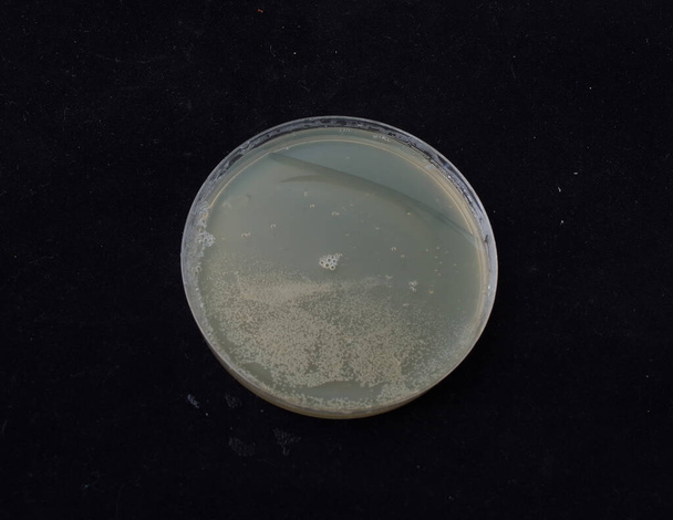 růst bakteriálních kolonií na antibiotickém gradientu agar otestovat schopnost bakterií získat sponanózní mutace - Fotografie, Obrázek