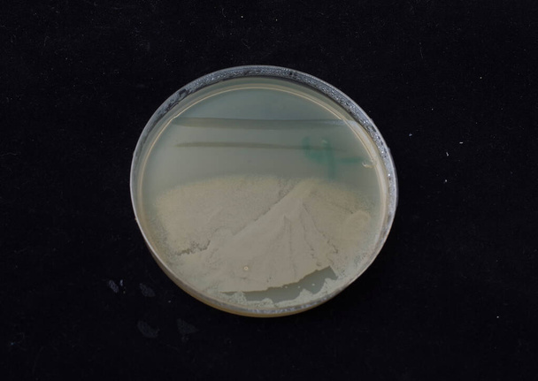 wzrost kolonii bakteryjnych na antybiotykowym agarze gradientowym w celu sprawdzenia zdolności bakterii do nabywania mutacji spontanicznych - Zdjęcie, obraz