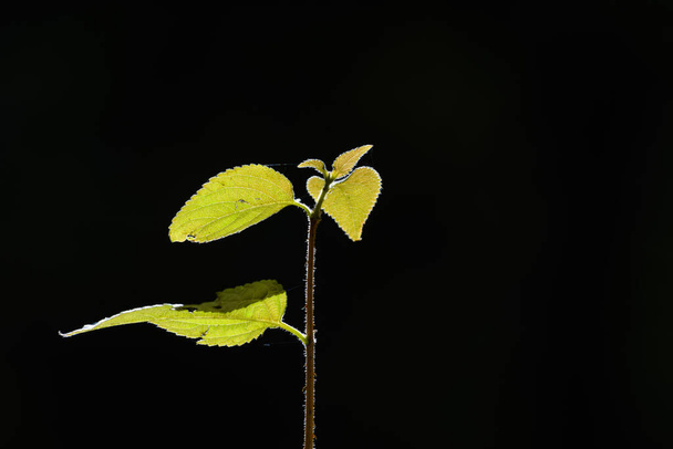 green plant on a black background - Фото, изображение