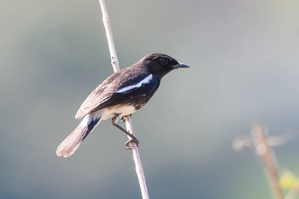 Pequeno pássaro preto empoleirado em um ramo - Foto, Imagem