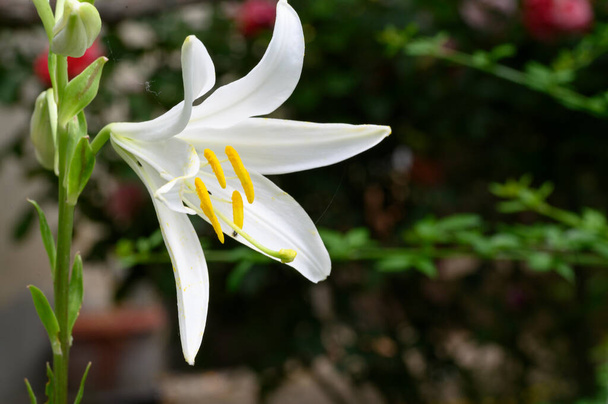beautiful bright lilies growing in garden at summer sunny day  - Photo, Image
