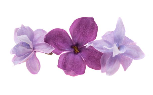 lilac flower isolated on white background  - Photo, Image
