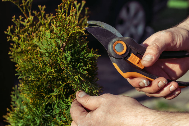 Hands of man who cuts thuja branches with a pruner in garden in sunlight - Photo, Image
