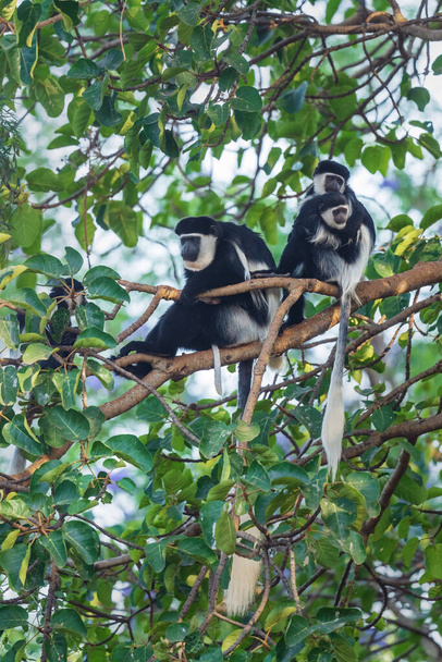 Colobus preto-e-branco - Colobus guereza, belo primata preto e branco de florestas e florestas africanas, floresta de Harenna, Etiópia. - Foto, Imagem