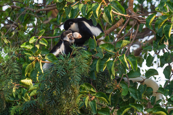 Zwart-wit Colobus - Colobus guereza, mooie zwart-wit primaat uit Afrikaanse bossen en bossen, Harenna bos, Ethiopië. - Foto, afbeelding