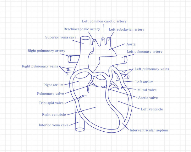 Corazón humano de cerca con descripciones. Concepto de cardiología. Diagrama educativo con sección transversal del corazón humano. - Vector, Imagen