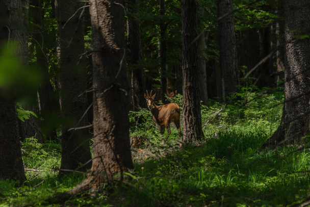 Gamuza con astas en camino forestal en el sur de Austria Alpes montañas - Foto, Imagen