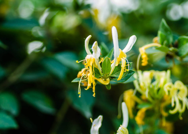 flores amarelo-brancas Lonicera (Lonicera - madressilva) é uma planta rastejante perene. - Foto, Imagem