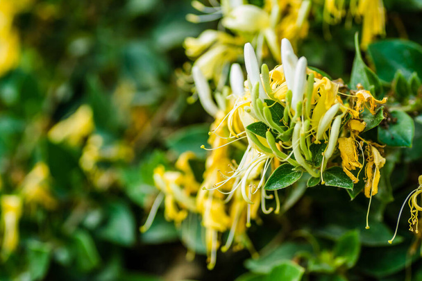 Жовто-білі квіти Lonicera (Lonicera - Honeysuckle) - багаторічна повзуча рослина.. - Фото, зображення