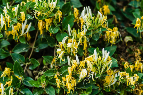 Жовто-білі квіти Lonicera (Lonicera - Honeysuckle) - багаторічна повзуча рослина.. - Фото, зображення