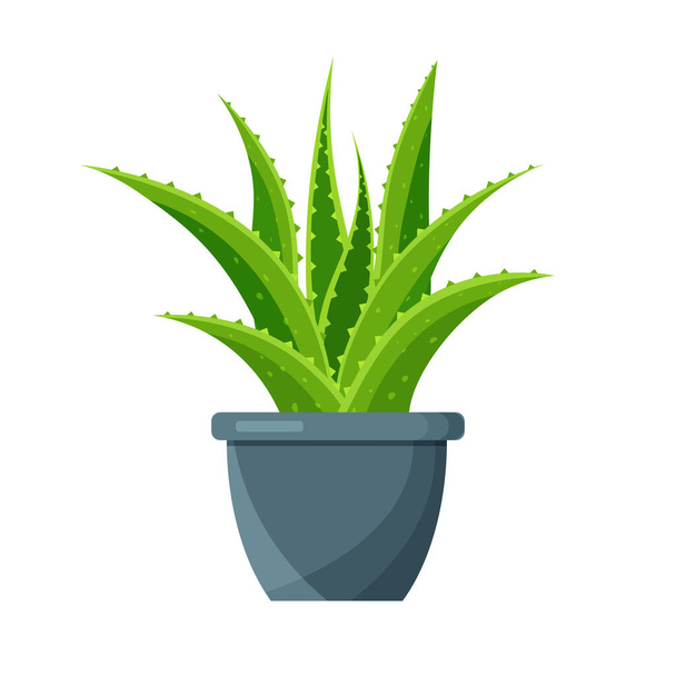 Bright aloe vera in a flower pot isolated on white background. Green houseplant icon. Vector illustration in a flat trendy style. - Vector, Image