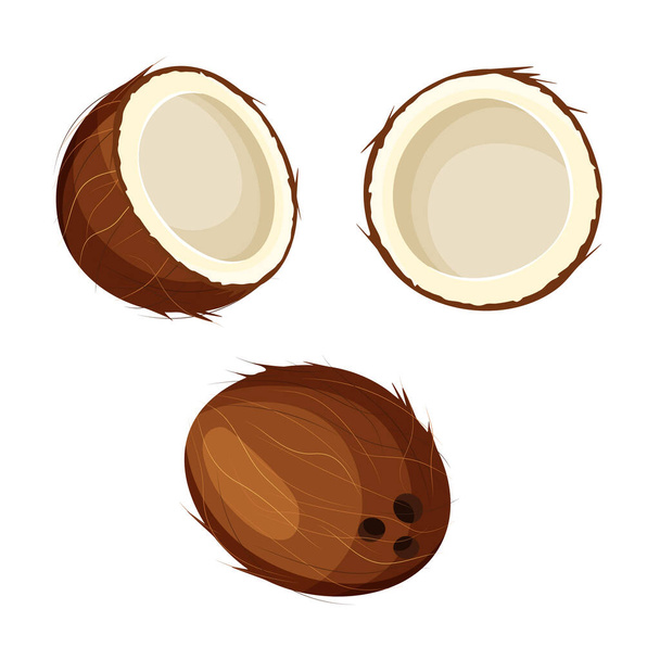 Set of open and closed coconut isolated on white background. Whole and half coco. Food concept for template label, packing and emblem farmer market design. Vector illustration in a flat trendy style. - Vector, Image