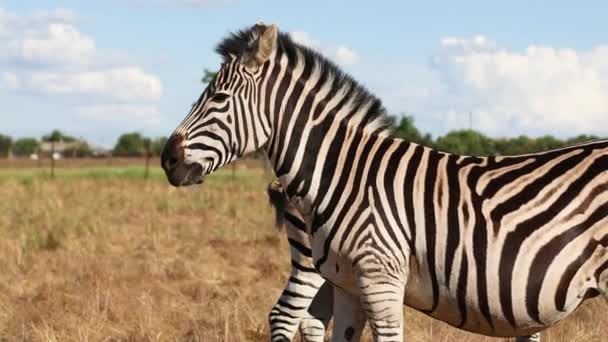 Africké zebry stojí a vrtí ocasy v jasném slunci uprostřed pole, divoký kůň s bílými a černými pruhy - Záběry, video