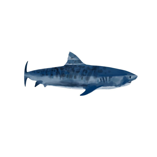 Акварельная акула нарисованная вручную иллюстрация, хищник, изолированный  - Фото, изображение