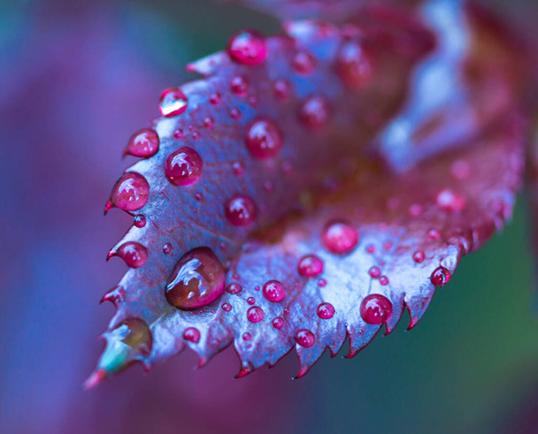Leaf in drops of water. Macro nature - Foto, afbeelding