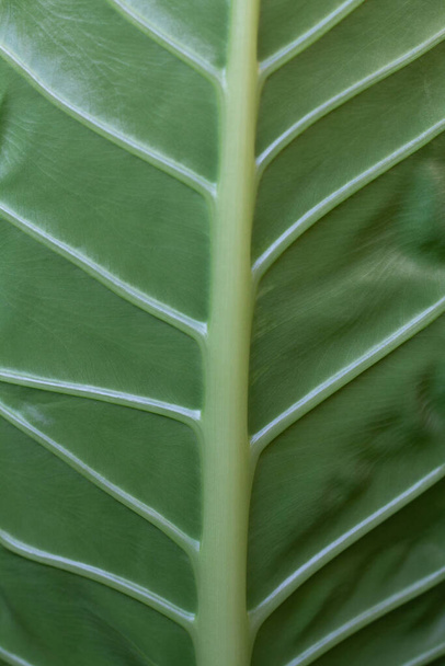 Blattmuster in grün - Foto, Bild