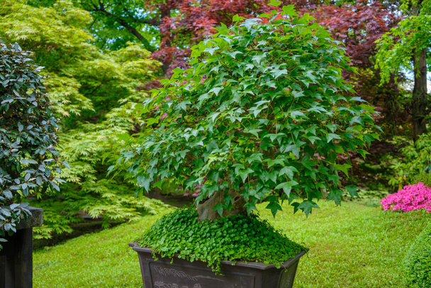 Bonsai-Baum im Topf im japanischen Garten.  - Foto, Bild