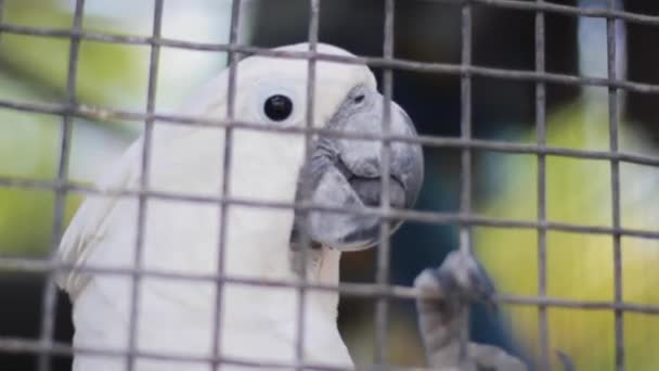 A bird sitting on top of a cage - Footage, Video