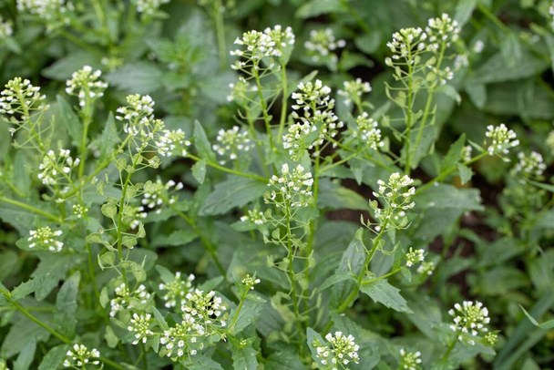 Flowers and fruits of a field pennycress, Thlaspi arvense  - Photo, Image
