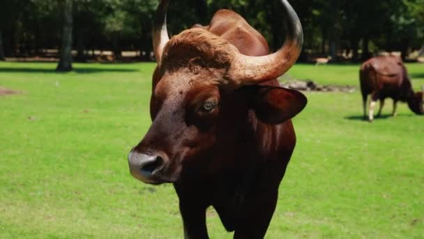 una vaca marrón de pie sobre un campo cubierto de hierba - Metraje, vídeo