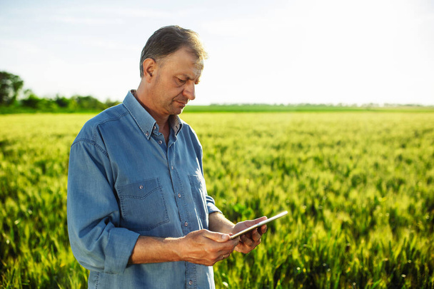 Фермер с планшетом проверяет прогресс роста пшеницы на зеленом поле. Работник фермы в голубой рубашке отправляет данные в облако с планшета через Интернет. Агрономия - Фото, изображение