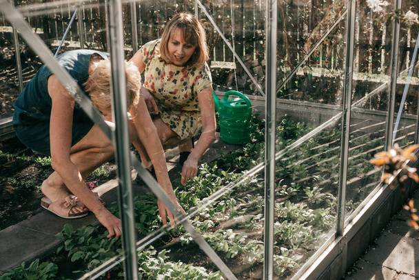 Two 55-year-old women weeding beds with fresh herbs in greenhouse - 写真・画像