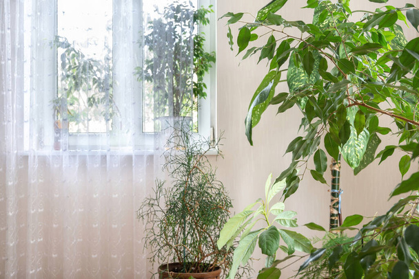 Different houseplants and trees by the window with white curtains in the room of private house. Home plants in interior. Selective focus. - Fotografie, Obrázek
