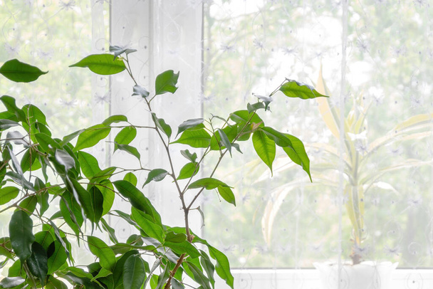 Ficus Benjamina u okna v obývacím pokoji s průhlednými závěsy. Design domu, interiér a dekorace. - Fotografie, Obrázek