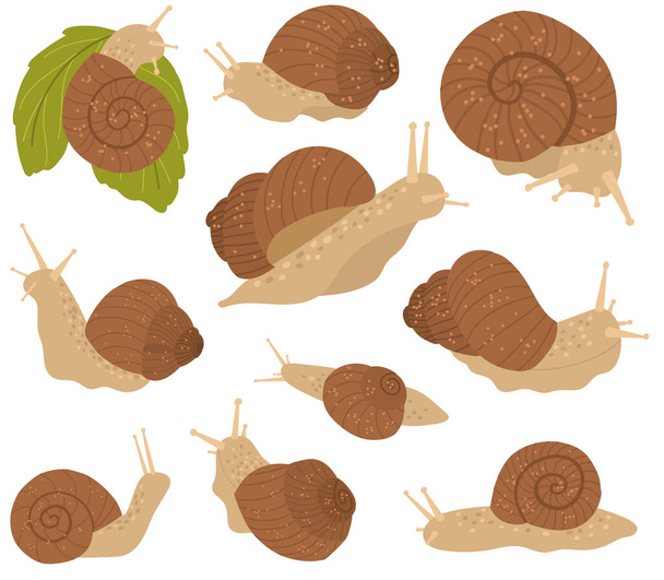Linda colección de caracoles en una concha de color marrón.  - Vector, imagen