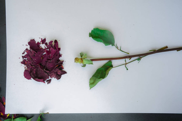 foto de rosa seca rota y hojas - Foto, Imagen