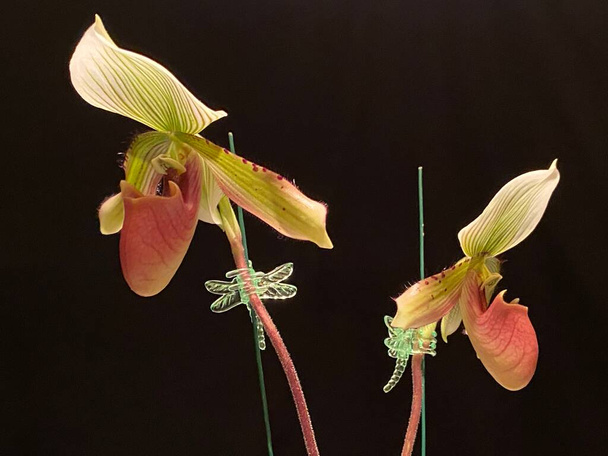 Twee paphiopedilum dame slipper orchideeën. - Foto, afbeelding