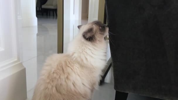Un gato sentado frente a una puerta - Imágenes, Vídeo