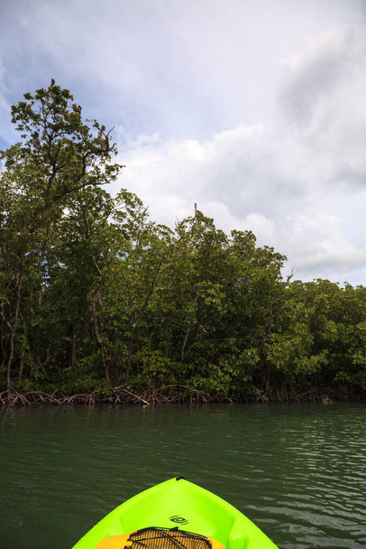 Laivue pelikaaneja Pelecanus occidentalis edessä kajakki puissa Clam Passissa Napolissa, Floridassa - Valokuva, kuva