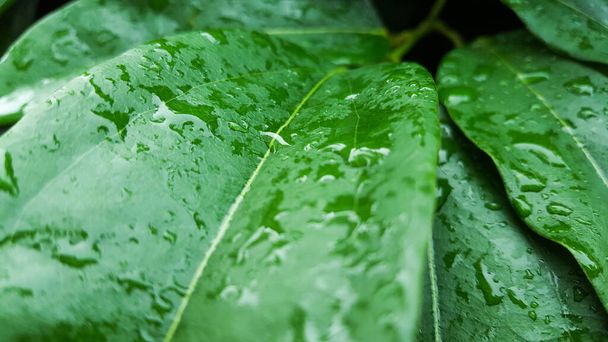 Le foglie verdi di Tiliacora triandra sono imbevute di acqua piovana dopo aver piovuto, rimangono gocce d'acqua piovana su di esso. - Foto, immagini