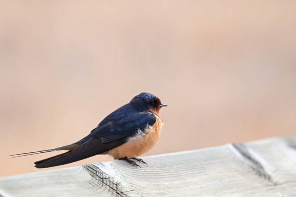Closeup of a barn swallow sitting on a wooden edge - Photo, Image