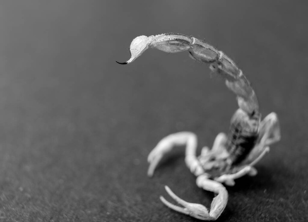 макрофото скорпиона - Фото, изображение