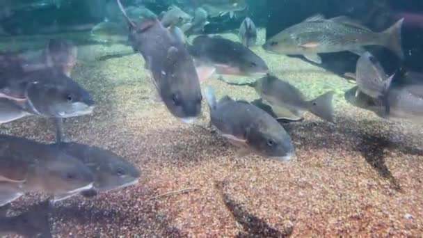 Un grupo de peces en el agua - Metraje, vídeo