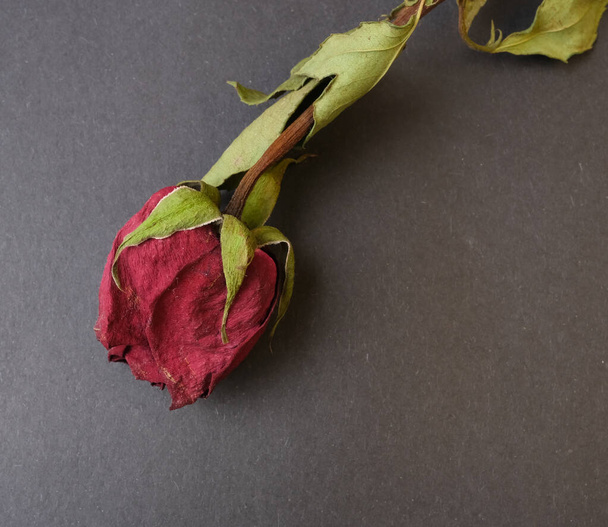Крупный план сухой увядшей розы - Фото, изображение
